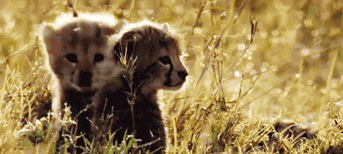 Baby Gifs huur parel de verhuurder de huur wheres 