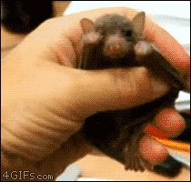 Baby GIF. Baby Gifs Vrolijkheid Blaine anderson 