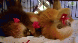 Baby GIF. Dieren Olifant Baby Gifs 