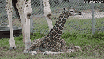 Dieren Baby Leeuw Gifs partij zo hongerig hes slechts een kleine zebra leeuw probeert bab 