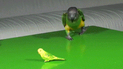 Baby GIF. Baby Gifs Slaap Aziatische baby Schattigste ding ooit 