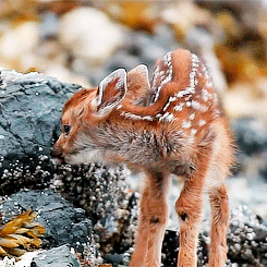 Baby GIF. Baby Star trek Gifs  Zoet Star trek into darkness Jim kirk Captain kirk James kirk Idst 