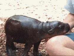 Baby GIF. Baby Gifs Gelukkige verjaardag Freecocaine Ava gardner 