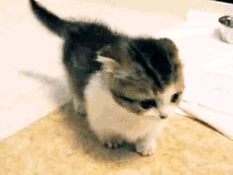 Baby GIF. Muziek Televisie Baby Golf Jim Stephen Gifs Hop He Politiek Weten Colbert Washington 