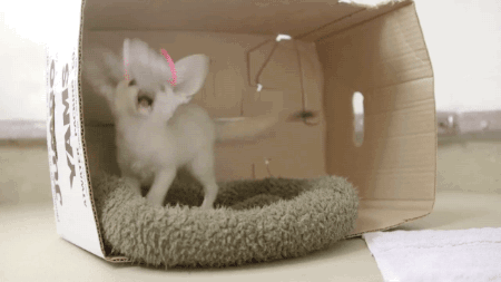 Baby Gifs gelukkige verjaardag freecocaine Ava Gardner 