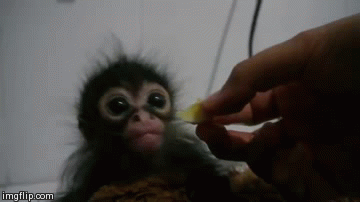 Baby Engel Prinses Gifs miss een jia gif: missen Ik bracht 80 jaar het verplaatsen 