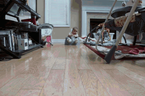 Dieren Baby Gifs Hond teckel photobomb 