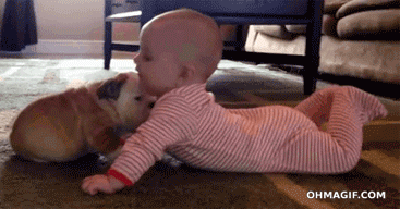 Bulldog Puppy Baby zoenen Gifs knuffelen 