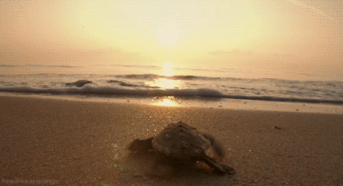 Zwemmen Baby Bewegend Gifs dier zeeschildpad 