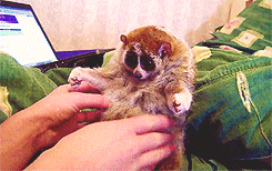 Baby GIF. Dieren Kunst Leeuwen Disney Schattig Baby Gifs Vrij Mooi Aanbiddelijk Hypnotisch Lion 