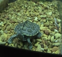 Baby GIF. Baby Engel Prinses Gifs Miss een Jia Gif: missen Ik bracht 80 jaar het verplaatsen 