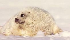 Baby GIF. Dieren Baby Gifs Zegel 