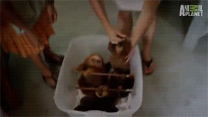Baby GIF. Schattig Demi lovato Baby Gifs Mooi Lach Aw Schattig gif Lach gif Demi lovato gif Lova 