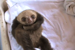 Baby GIF. Baby Engel Prinses Gifs Miss een Jia Gif: missen Ik bracht 80 jaar het verplaatsen 