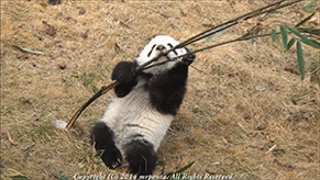 Dieren Schattig Baby Schommel Gifs Hond 