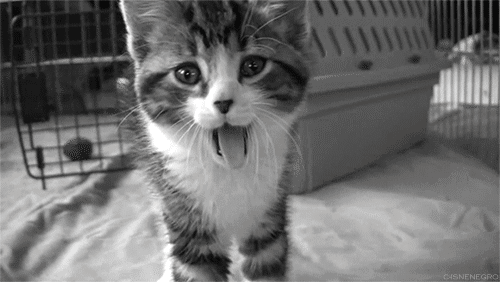 Dieren Olifant Baby Gifs bal 
