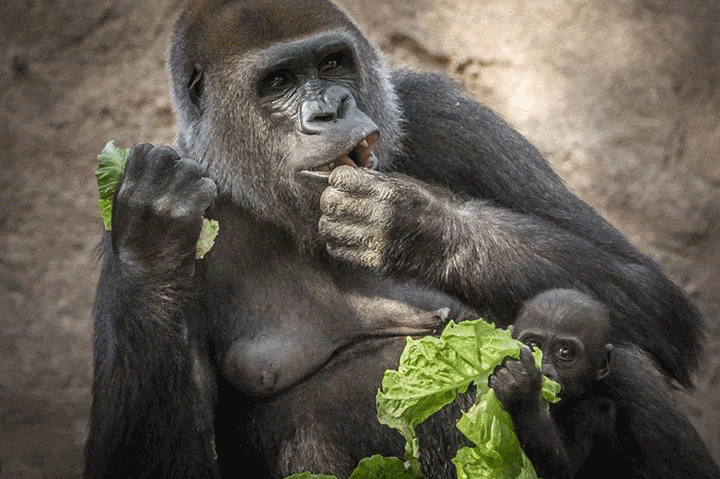 Baby Gifs vos animatie overheersing highdef animatie overheersing vos adhd uitdrukking vi 