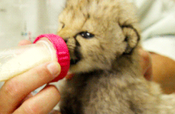 Baby GIF. Dieren Baby Gifs Cheetah 