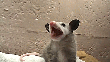 Baby Gifs 