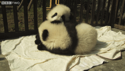 Artiesten Miley cyrus Baby Gifs de baby gif 