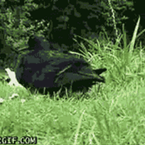 Honden GIF. Dieren Eten Soep Schattig Puppy Baby Ziek Gifs Hond Nom Hongerig Aww Voeden Het eten Voede 