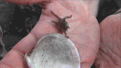 Baby GIF. Baby Gifs Eend Eendje 
