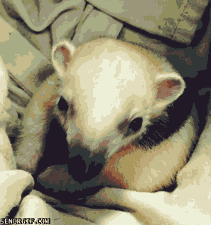 Ijs Baby Gifs glad 