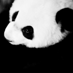 Baby GIF. Dieren Schattig Baby Kat Omhelzing Gifs Youtube Slaap Katje Fotoset Et Schattige dier 
