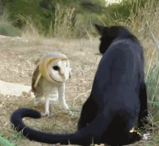 Cartoons Baby Lol Gifs plezier animatie celebs gif animatie overheersing highdef foxadh 