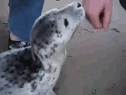 Baby GIF. Baby Gifs 