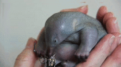Baby GIF. Dieren Baby Walrus Gifs 