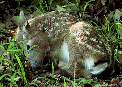 Dieren Baby Leeuw Gifs partij zo hongerig hes slechts een kleine zebra leeuw probeert bab 