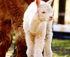 Baby GIF. Zwemmen Baby Bewegend Gifs Dier Zeeschildpad 