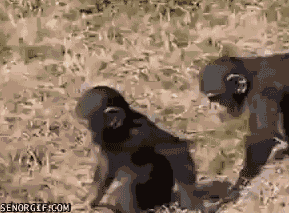 Dieren Baby Gifs chimp aap ruk 