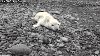 Dieren Baby Gifs cheetah 
