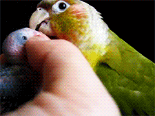 Baby GIF. Huilen Baby Gifs Kilte Kalmeren 