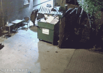 Dieren Olifant Baby Gifs 
