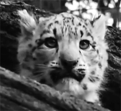 Baby GIF. Baby Gifs De onze Candice accola 