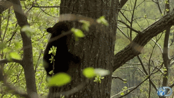 Puppy Baby Gifs dit is zo leuk ik kon kotsen desty scissorsafely lol ik haat niet wetend w 