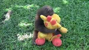 Baby GIF. Dieren Baby Gifs Hond 