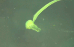 Baby GIF. Olifanten Schattig Baby Wil Gifs Dier Aanbiddelijk Aww Maken Absoluut Woedend Distrac 