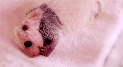 Baby GIF. Baby Lol Gifs Plezier Animatie Celebs Gif Foxadhd Animatie overheersing highdef Cartoon 