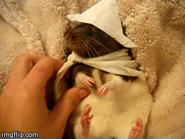 Baby GIF. Ijs Baby Sneeuw Gifs Kind Kleuter Schattige baby Grappige kinderen 