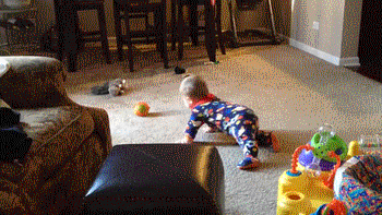 Dieren Baby Gifs bal dieren zijn lullen 