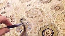 Baby GIF. Disney The incredibles Baby Gifs Bevoegdheden 