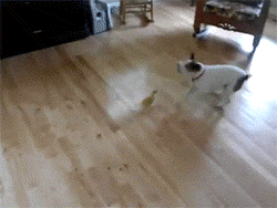Baby GIF. Schattig Baby Sexy Gifs  &eacute;&eacute;n richting Louis tomlinson Zayn malik Liam payne 