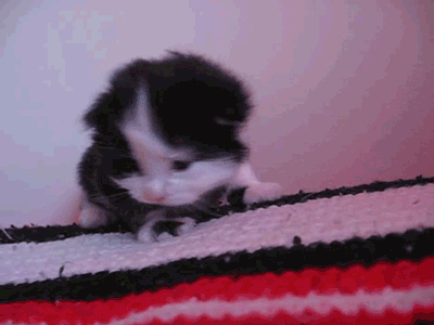 Dieren Olifant Baby Gifs 