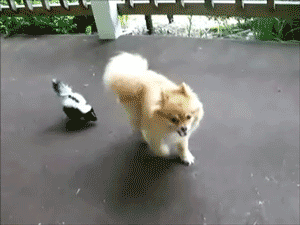 Baby GIF. Baby Gifs 
