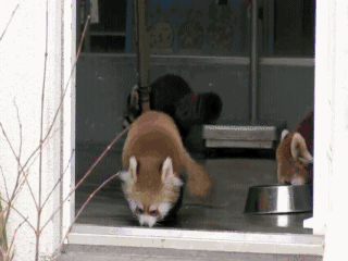 Dieren Baby Gezicht Gifs likken rollen fret 