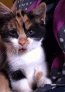 Baby GIF. Dieren Baby Kat Springend Gifs Geanimeerde Aanval Verdienden 
